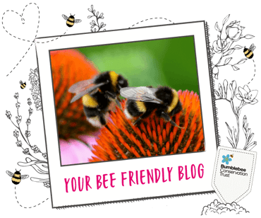2 bumble bees on a flower