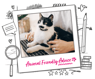 A black and white cat sits at a laptop