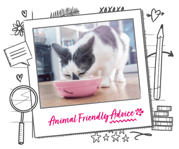 A grey and white cat eats food from a pink bowl