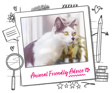 A grey and white cat looks intently