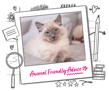 A Ragdoll cat 
