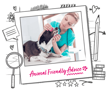 Photo illustration of a vet examining a dog