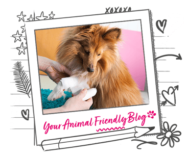 A long haired dog has a bandage wrapped around their front leg