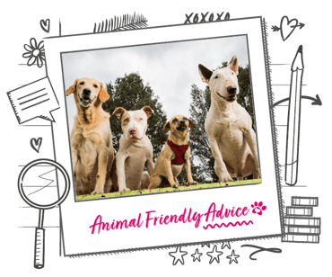 A line up of 4 dogs, all different sizes, sit nicely together
