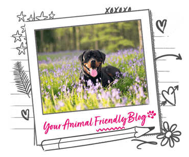 A dog lays down in a bluebell wood