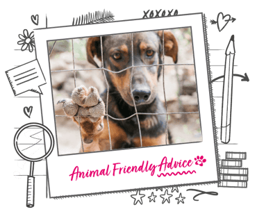 Photo of a dog behind a wired fence