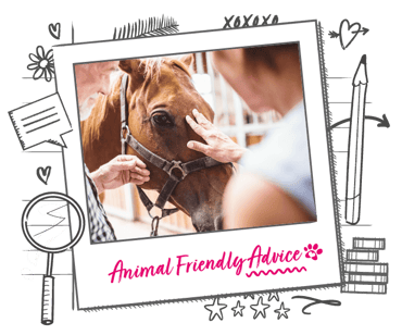 A horse having its nose stroked