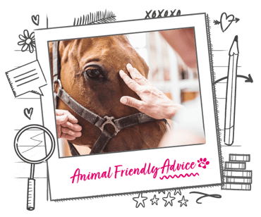 A horse having its nose stroked