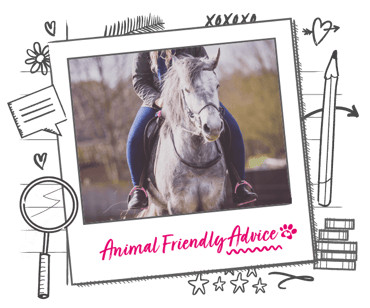 A grey horse, being ridden 