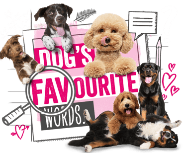 6 dogs playfully places around the words "Dogs favourite words"
