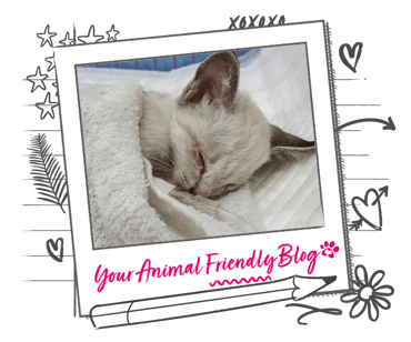 A small, sleeping white cat, with a medical device attached to them