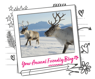 Two reindeer in a snowy setting