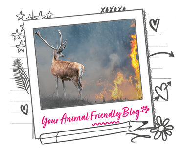 A deer stood looking at a wildfire