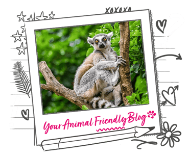 A lemur in a tree
