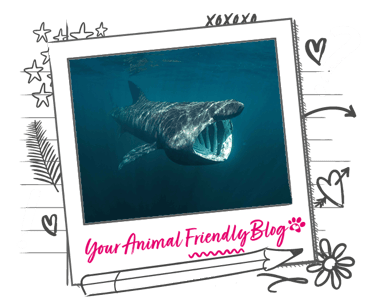 A basking shark in the sea