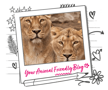 2 lionesses
