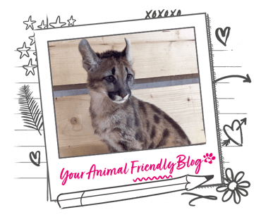 Image of a Puma
