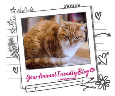 A short haired ginger cat with an illustrated frame