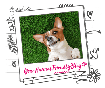 A long eared dog lays on its back on artificial grass