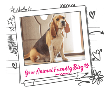 A pregnant Beagle 