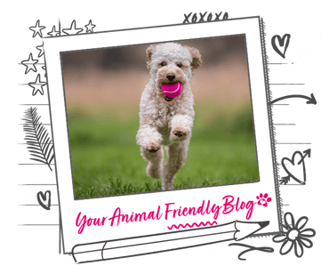 A dog running with a bright pink ball in their mouth