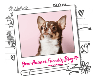A - slightly surprised looking - Chihuahua