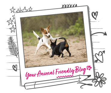 Two small dogs playing with a ball in the sand, with one in a more dominant position 