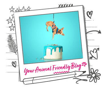A Chihuahua in a harness descending towards a delicious cake, Mission Impossible style