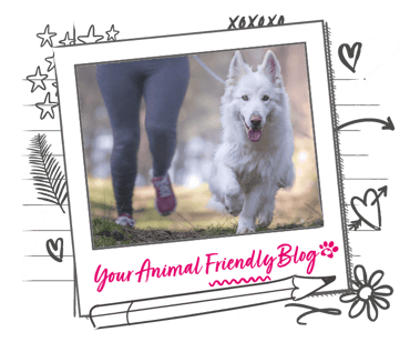 A large white dog running with its human running partner