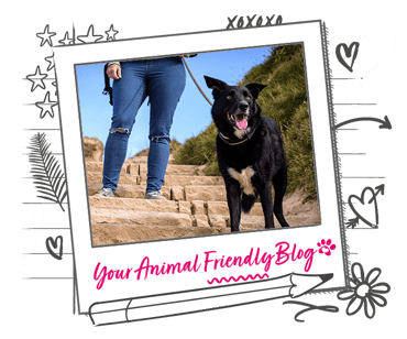 A dog and their walker in a country side setting, stoop on some steps
