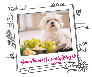 A small dog sat next to some green grapes