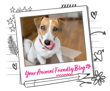 A Jack Russell Terrier standing in a cardboard box
