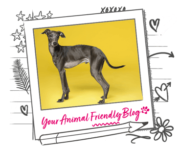 A Whippet on a bright yellow background