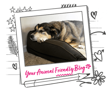 A dog dozes in their bed