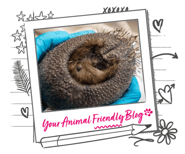 A poor hedgehog that has lost most of its spines