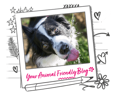 A Border Collie drinking water outside from a tap or hose