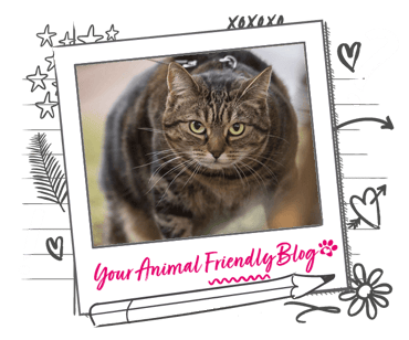 An overweight short haired cat