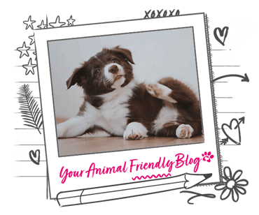 Dog with fleas