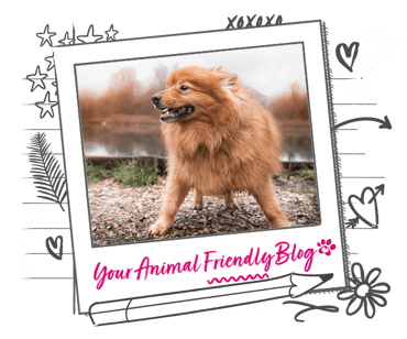 A small, fluffy dog on a path near water, ready to run!