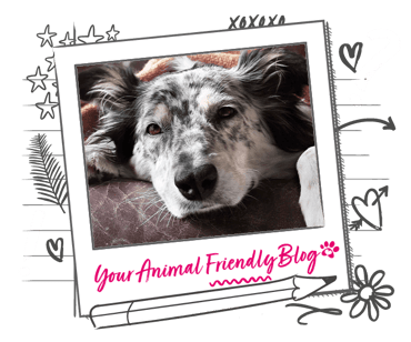 A speckled grey and white dog looks cosy under a blanket