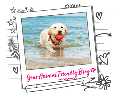 A Labrador emerging from the water at the beach holding an orange ball in their mouth