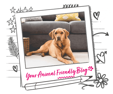 A copper Labrador sits in front of a grey sofa