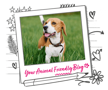 A Beagle in long grass