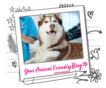 A Husky with different coloured eyes being checked by a vet