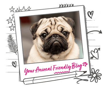 A Pug