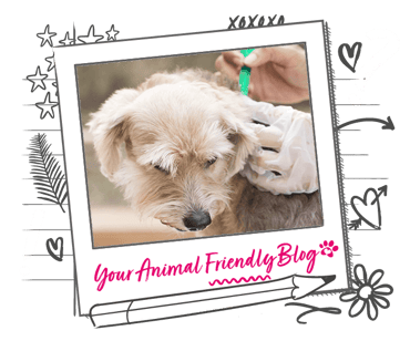 A white dog receiving flea treatment
