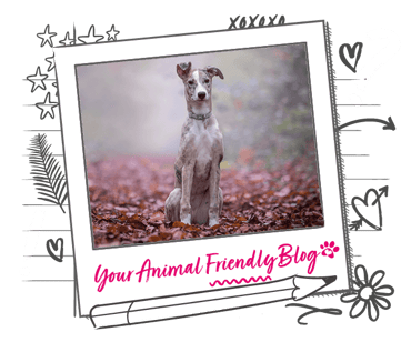 A thin dog sits on a leafy path