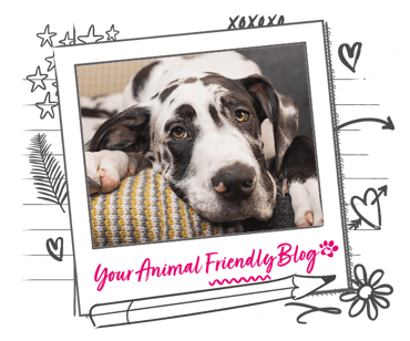 A black and white spotty dog gazes up from a relaxed position