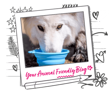 A white dog drinks from a blue pop up bowl
