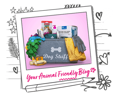 A selection of dog grooming equipment in a grey box